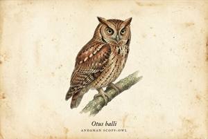 Andaman Scops-Owl illustration
