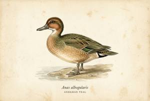 Andaman Teal illustration