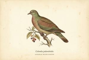 Andaman Wood-Pigeon illustration