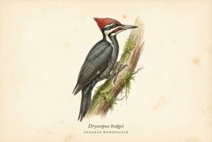 Andaman Woodpecker illustration