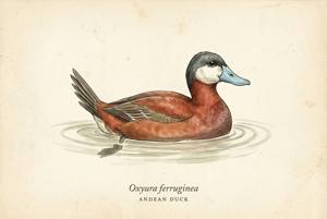 Andean Duck illustration