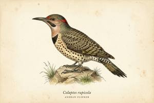 Andean Flicker illustration
