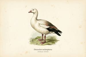 Andean Goose illustration