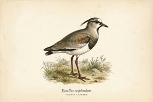 Andean Lapwing illustration