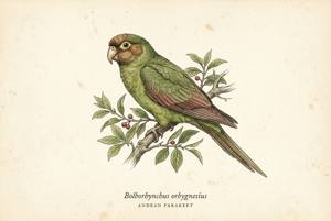 Andean Parakeet illustration
