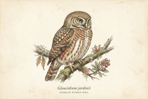 Andean Pygmy-Owl illustration