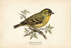 Andean Siskin illustration