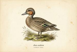Andean Teal illustration