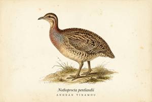 Andean Tinamou illustration