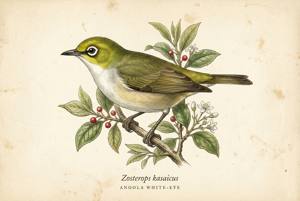 Angola White-eye illustration
