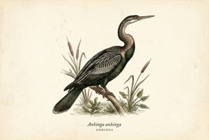 Anhinga illustration