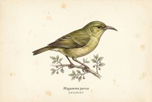 Anianiau illustration