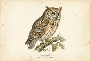 Anjouan Scops-Owl illustration