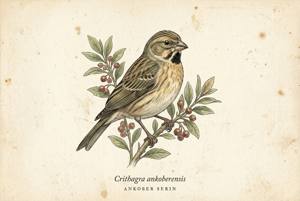 Ankober Serin illustration