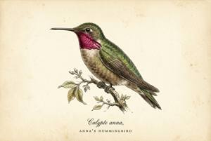 Anna's Hummingbird illustration