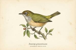 Annobon White-eye illustration