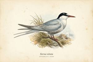 Antarctic Tern illustration