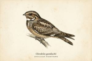 Antillean Nighthawk illustration