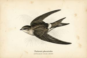 Antillean Palm Swift illustration
