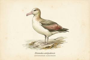 Antipodean Albatross illustration