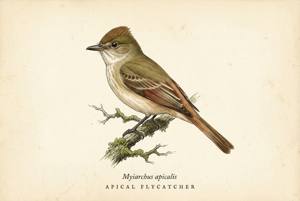 Apical Flycatcher illustration