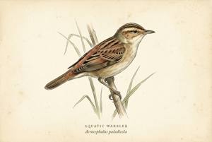 Aquatic Warbler illustration