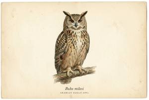 Arabian Eagle-Owl illustration
