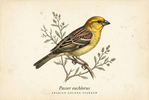 Arabian Golden Sparrow illustration