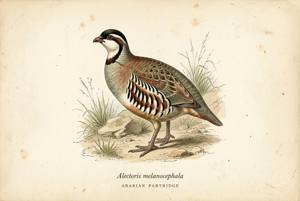 Arabian Partridge illustration