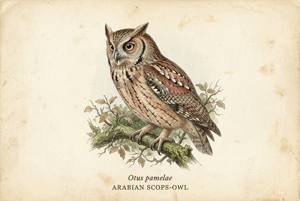 Arabian Scops-Owl illustration