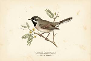 Arabian Warbler illustration