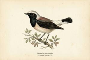 Arabian Wheatear illustration