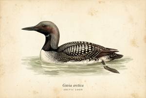 Arctic Loon illustration