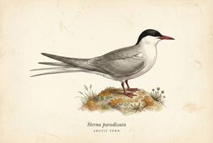 Arctic Tern illustration