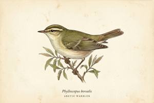 Arctic Warbler illustration