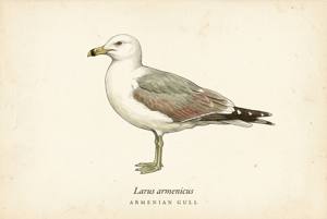 Armenian Gull illustration