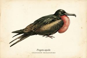 Ascension Frigatebird illustration