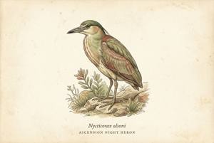Ascension Night Heron illustration