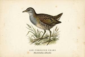 Ash-throated Crake illustration
