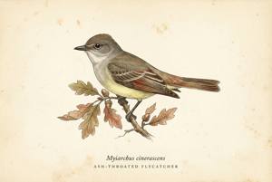 Ash-throated Flycatcher illustration