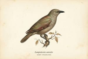 Ashy Starling illustration