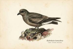 Ashy Storm-Petrel illustration