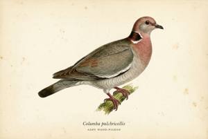 Ashy Wood-Pigeon illustration
