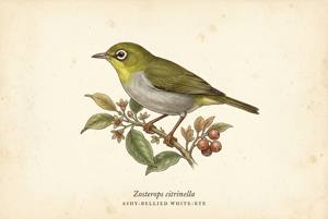 Ashy-bellied White-eye illustration