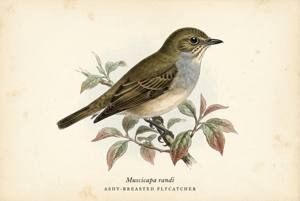 Ashy-breasted Flycatcher illustration