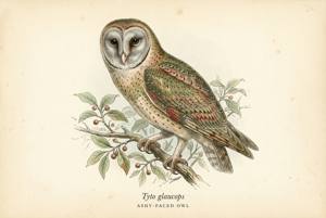 Ashy-faced Owl illustration