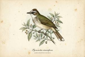 Ashy-fronted Bulbul illustration