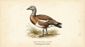 Ashy-headed Goose illustration