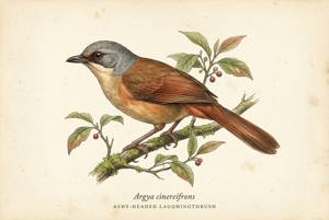 Ashy-headed Laughingthrush illustration