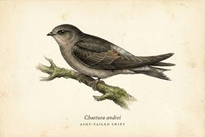 Ashy-tailed Swift illustration